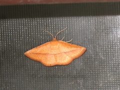 Striglina