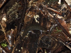 Desmognathus kanawha
