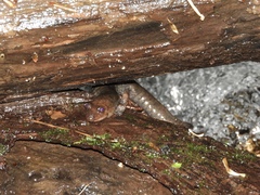 Desmognathus kanawha