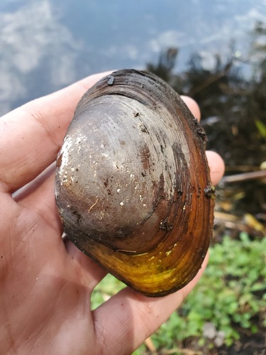 Anodonta impura