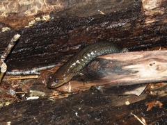 Desmognathus kanawha