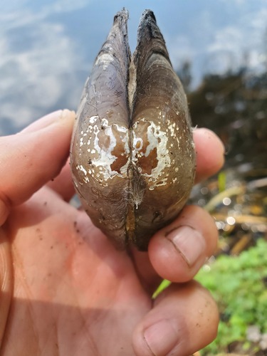 Anodonta impura