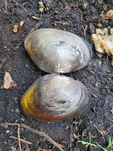 Anodonta impura