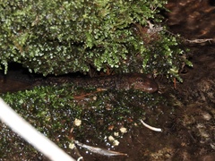 Desmognathus kanawha