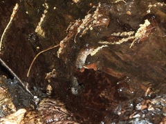 Desmognathus kanawha