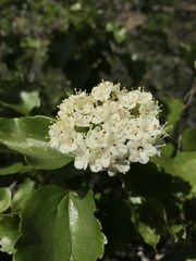 Viburnum ellipticum