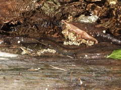Desmognathus kanawha