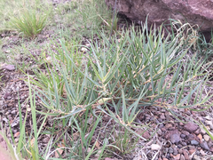 Asclepias brachystephana