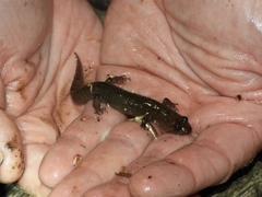 Desmognathus kanawha