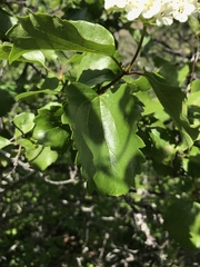Viburnum ellipticum