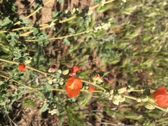 Sphaeralcea hastulata