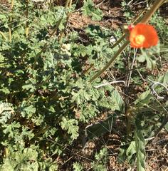 Sphaeralcea hastulata