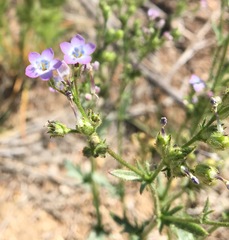 Gilia flavocincta