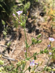 Gilia flavocincta