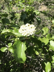 Viburnum ellipticum