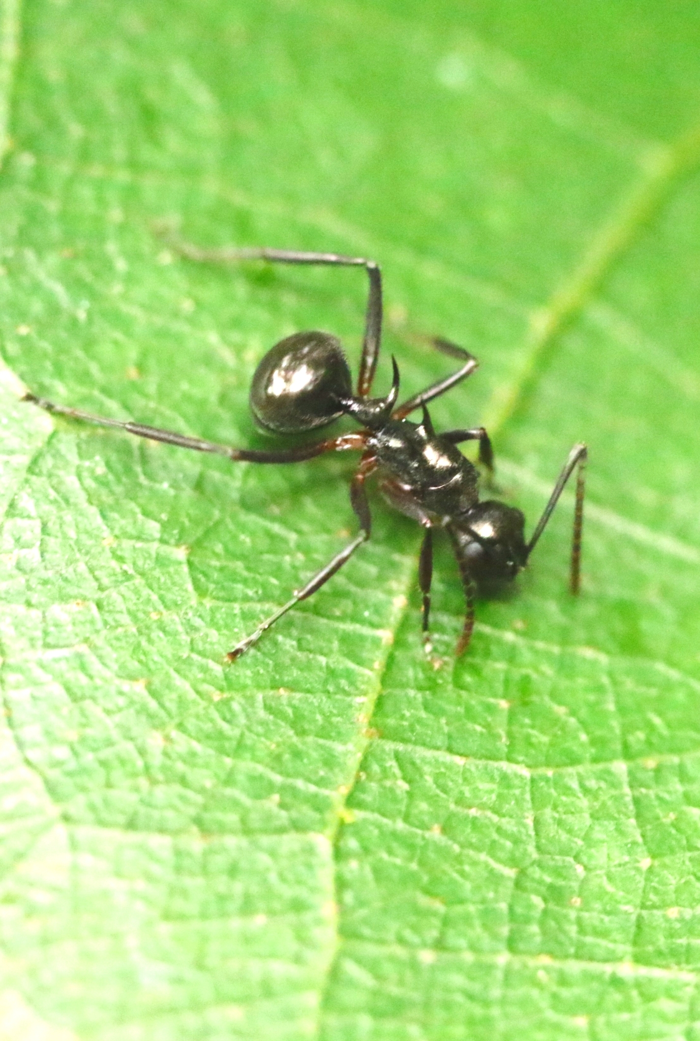 Polyrhachis hunggeuk
