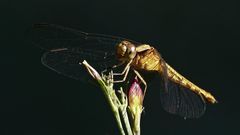 Erythrodiplax melanorubra