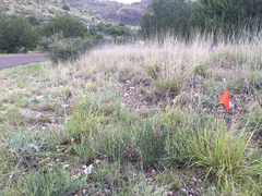 Asclepias brachystephana