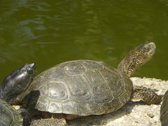 Actinemys marmorata