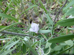 Calochortus tolmiei