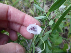 Calochortus tolmiei