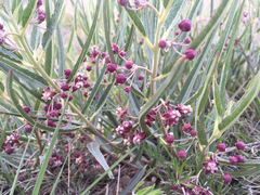 Asclepias brachystephana