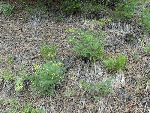 Image of Thompson's Desert Parsley by no rights reserved