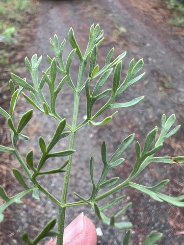 Image of Lomatium thompsonii by no rights reserved
