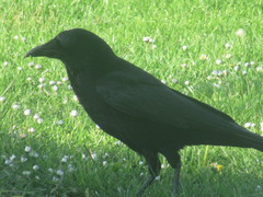 Corvus corone