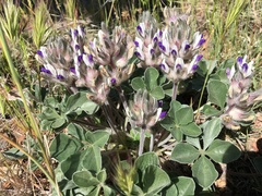 Pediomelum megalanthum