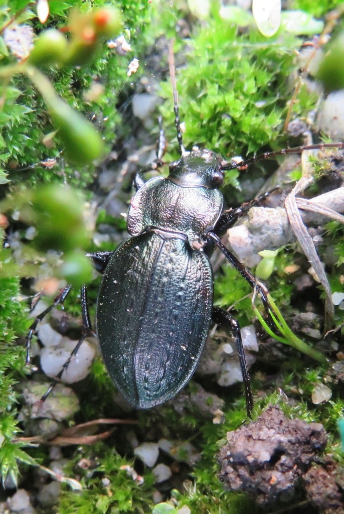 Mesocarabus