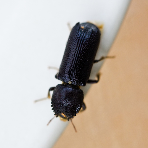 Amphicerus cornutus observed 2008-05-20