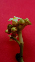 Eumachia chaenotricha