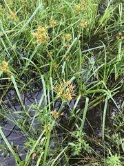 Rhynchospora corniculata