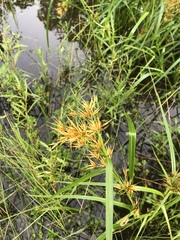 Rhynchospora corniculata