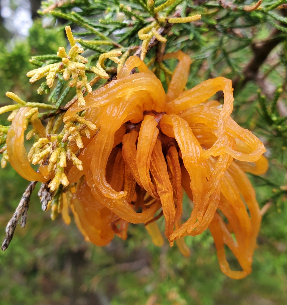 juniper-apple rust from Lent Township, MN, USA on May 21, 2024 at 09:24 ...