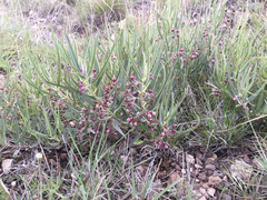 Asclepias brachystephana