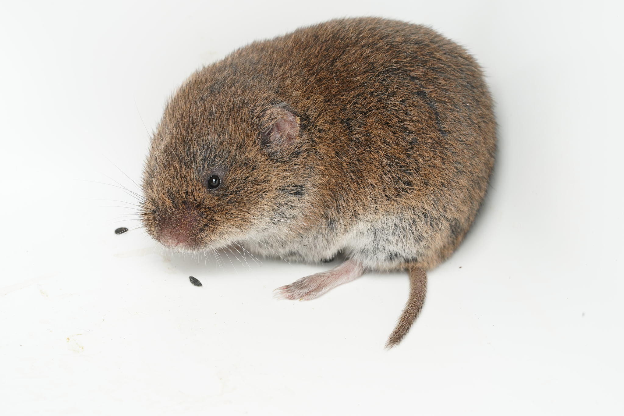 Gerbe's Vole