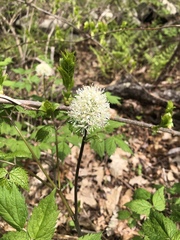 Actaea rubra