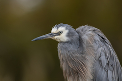 White-Faced Heron photo 2