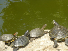 Actinemys marmorata