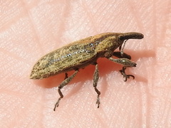 Lixus scrobicollis