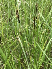 Carex melanostachya