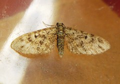 Eupithecia tantillaria