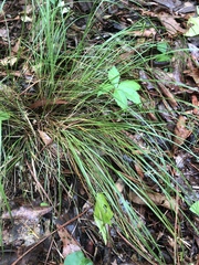 Carex trisperma