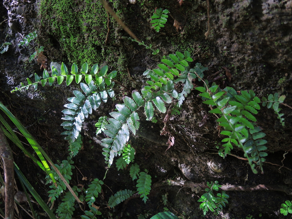 Bolbitis rhizophylla