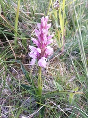 Dactylorhiza maculata