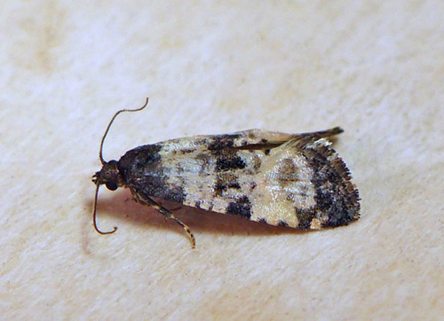 Ragwort crown-boring moth