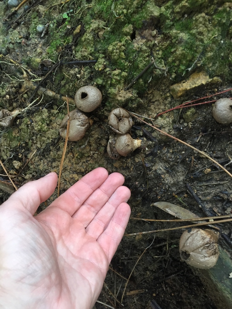 Lycoperdon from Auckland, New Zealand on May 30, 2024 at 1109 AM by