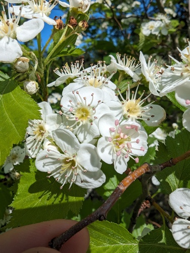 Crataegus chrysocarpa var. blanchardii